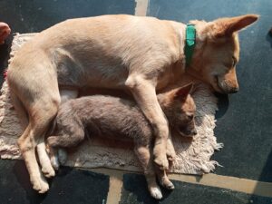 Colloidal Silver for Pets: What the Research Says